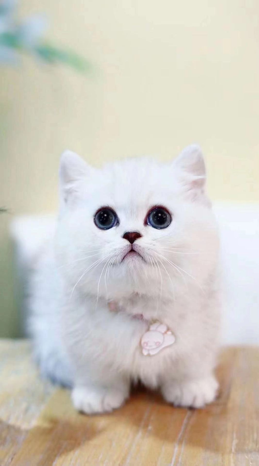 银渐层英短猫英国短毛猫折耳猫猫咪活物宠物猫幼崽活体纯种小奶猫