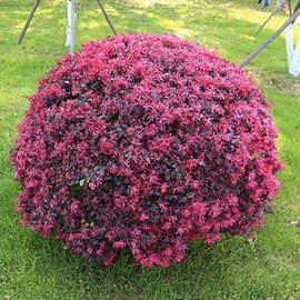 园艺花卉红花继木球球形园林植物红花继木露地红花继木灌木红梽木