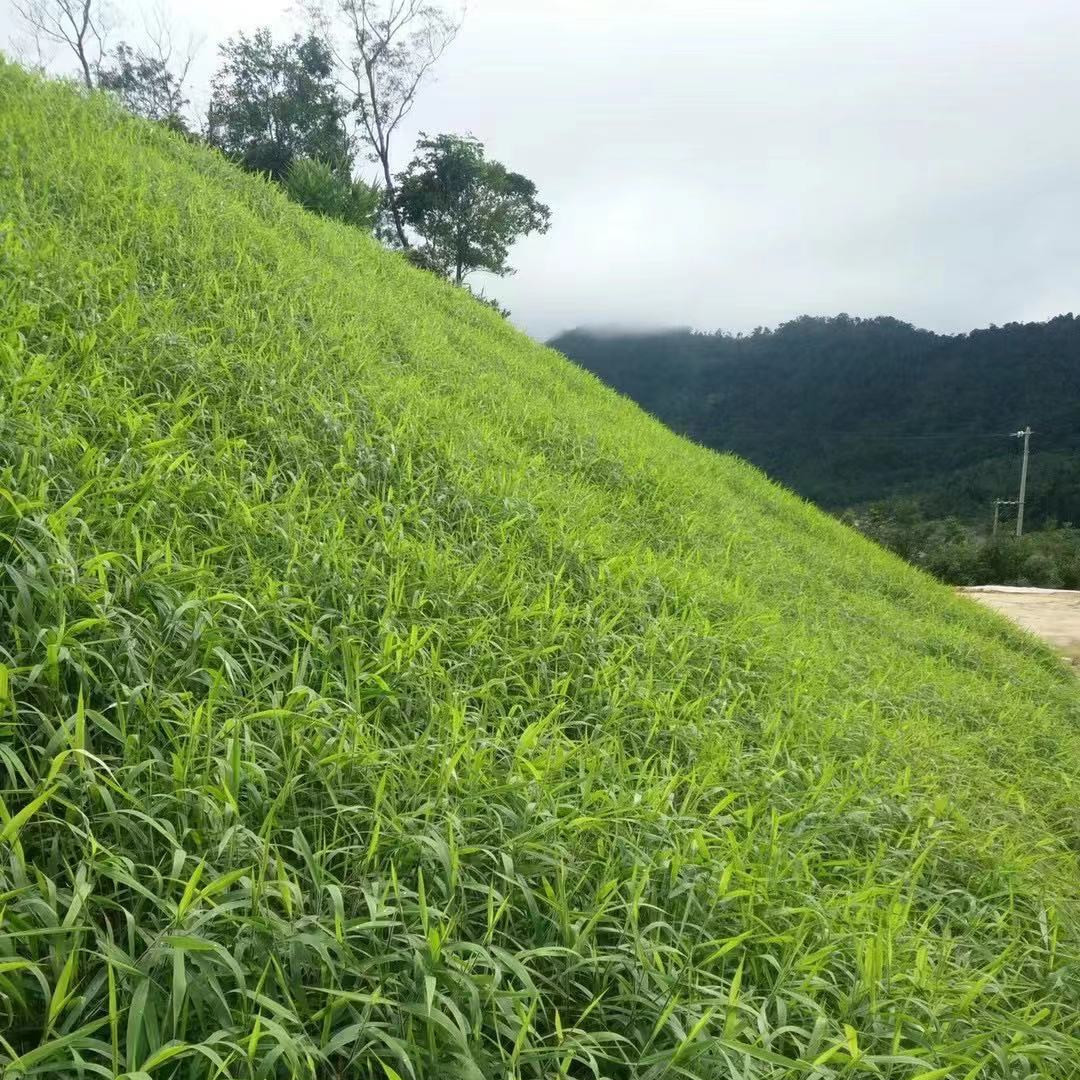 护坡草种子绿化草籽边坡草坪种子四季青复绿狗牙根黑麦草高羊茅