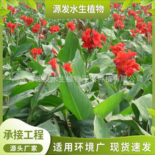 供应水生美人蕉苗 多种花色水生美人蕉种根水生植物 水生植物基地