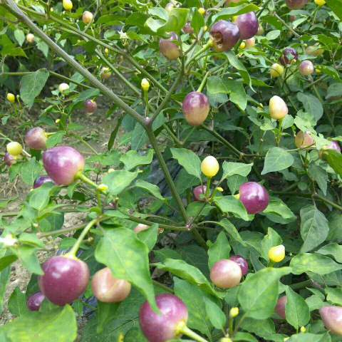 现货 广西特产新鲜现摘七彩椒辣椒五彩椒小泡椒灯笼椒生脆5斤包邮