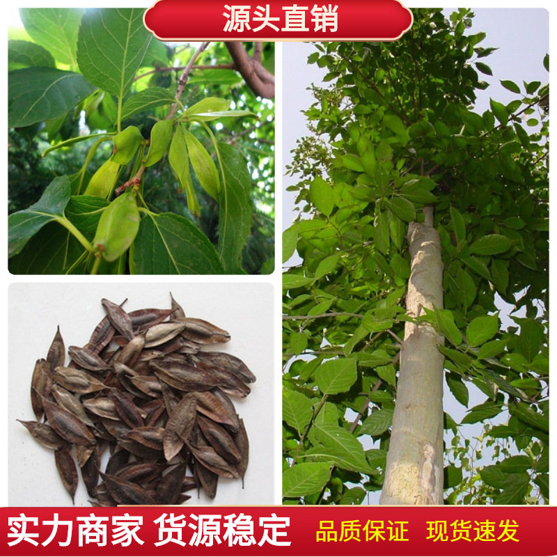 杜仲种子杜仲树种籽树苗乔木类绿化林木种子杜仲皮种四季庭院耐旱