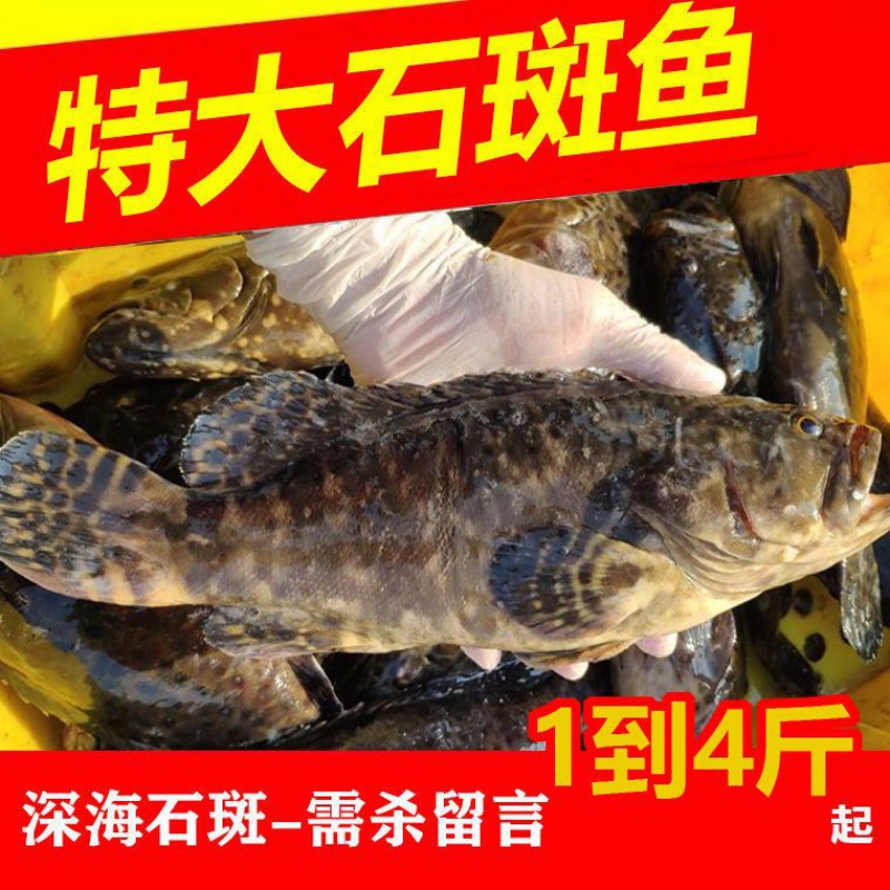 港口鲜活现杀速冻石斑鱼新鲜海产野生鱼类海鲜鱼深海鱼黑虎斑批发