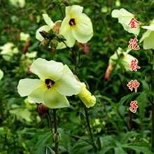 金花葵种子菜芙蓉野芙蓉黄蜀葵种籽春季观赏保健野菜秋季吃花吃叶