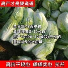 十八斤大白菜种子山东白菜籽冬季四季播大白菜抗病高产蔬菜白菜子