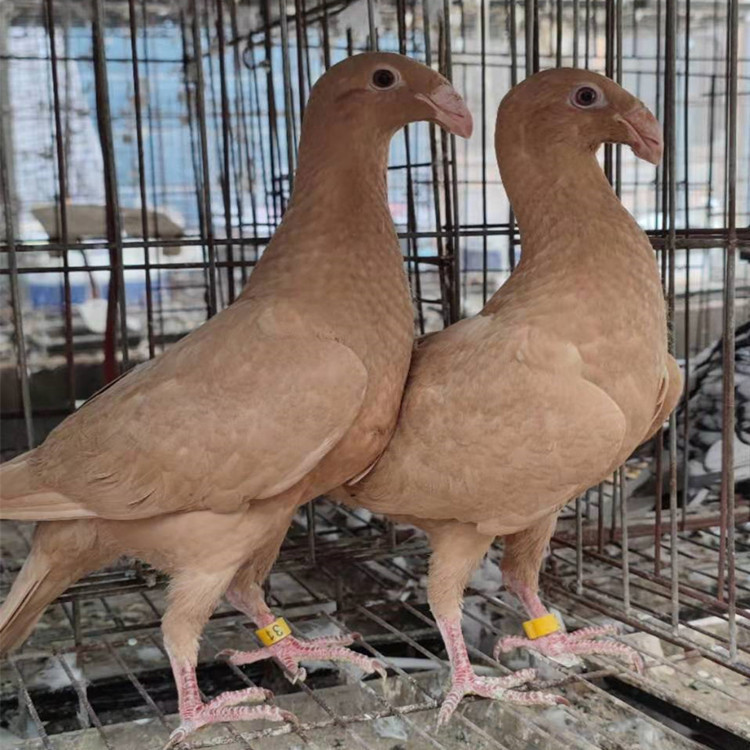 美河马鸽黄杠马头鸽子瓦灰蛇头鸽子白马头观赏鸽种鸽价格