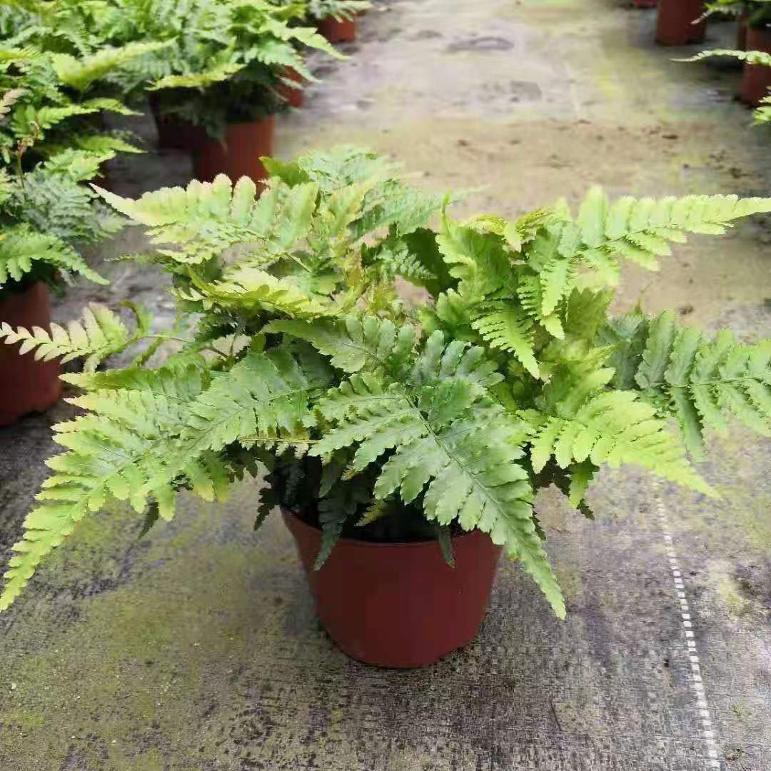 【基地直供】观叶植物花卉绿墙绿化专用小盆栽植物 110彩虹蕨