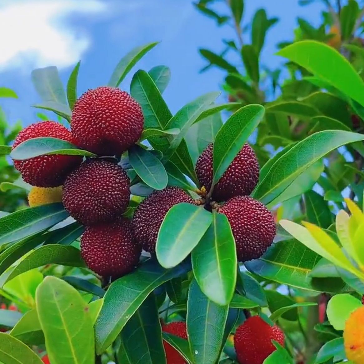 【3斤装】杨梅福建浮宫杨梅当天现摘现发特大果新鲜包邮一整箱