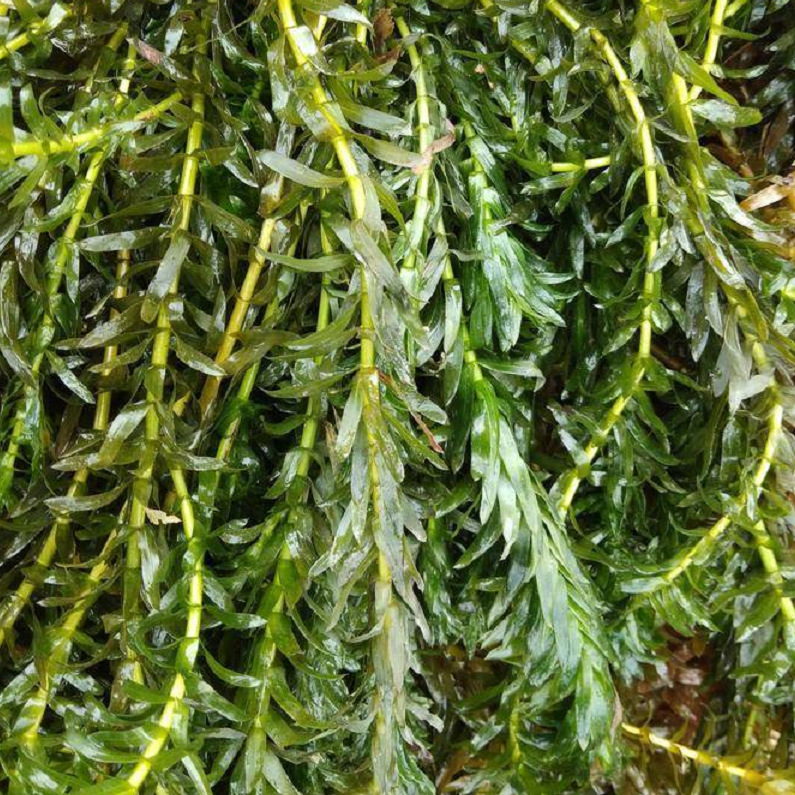 沉水植物 轮叶黑藻 伊乐藻 狐尾藻 苦草 眼子菜 水体净化