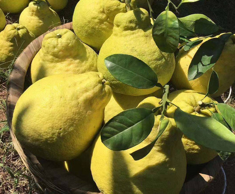 礼盒送柚刀 四川泸州特产合江真龙柚新鲜水果甜10斤非沙田柚子