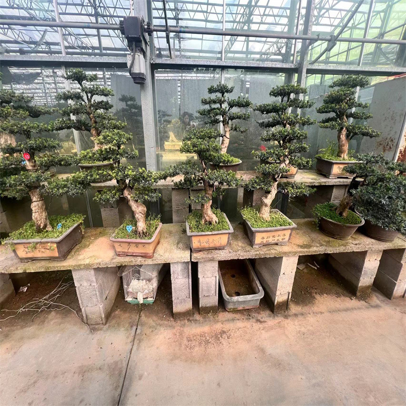 罗汉松造型树 迎客造型盆景大型迎客松苗四季常青绿植造型-阿里巴巴
