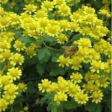 野菊花种子菊花种籽多年生花卉夏季开花盆栽庭院花园阳台室内易活