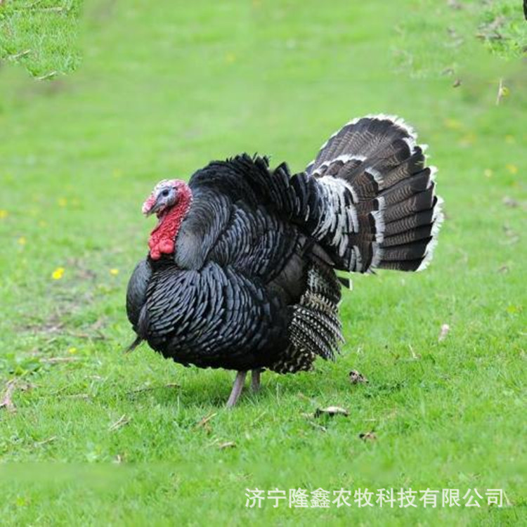 五黑鸡苗批发 绿壳蛋鸡苗 贵妃鸡价格 尼古拉火鸡苗出售-阿里巴巴