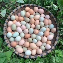 40枚农家散养土鸡蛋新鲜草鸡蛋正宗柴鸡蛋混合绿壳鸡蛋批发价20枚