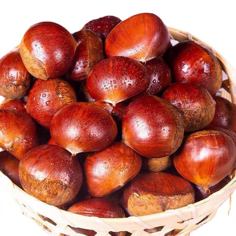 正宗迁西板栗5斤一件代发生新鲜栗子河北毛现摘新货大果批发2/3斤