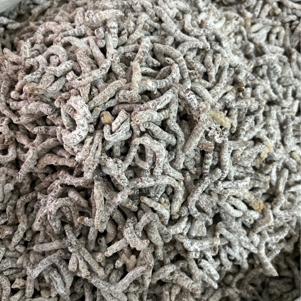 优惠批发各种规格一手优质僵蚕 蚕茧 蚕蛹 雄蚕蛾 白僵蚕-阿里巴巴