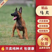 批发纯种血统马犬幼犬比利时马犬警犬护卫犬大骨架马犬活体宠物狗