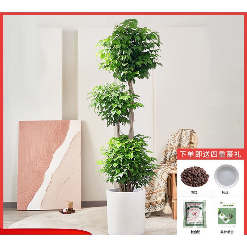 客厅旺宅绿植幸福树盆栽大棵绿宝办公室造型室内大型网红植物跨境