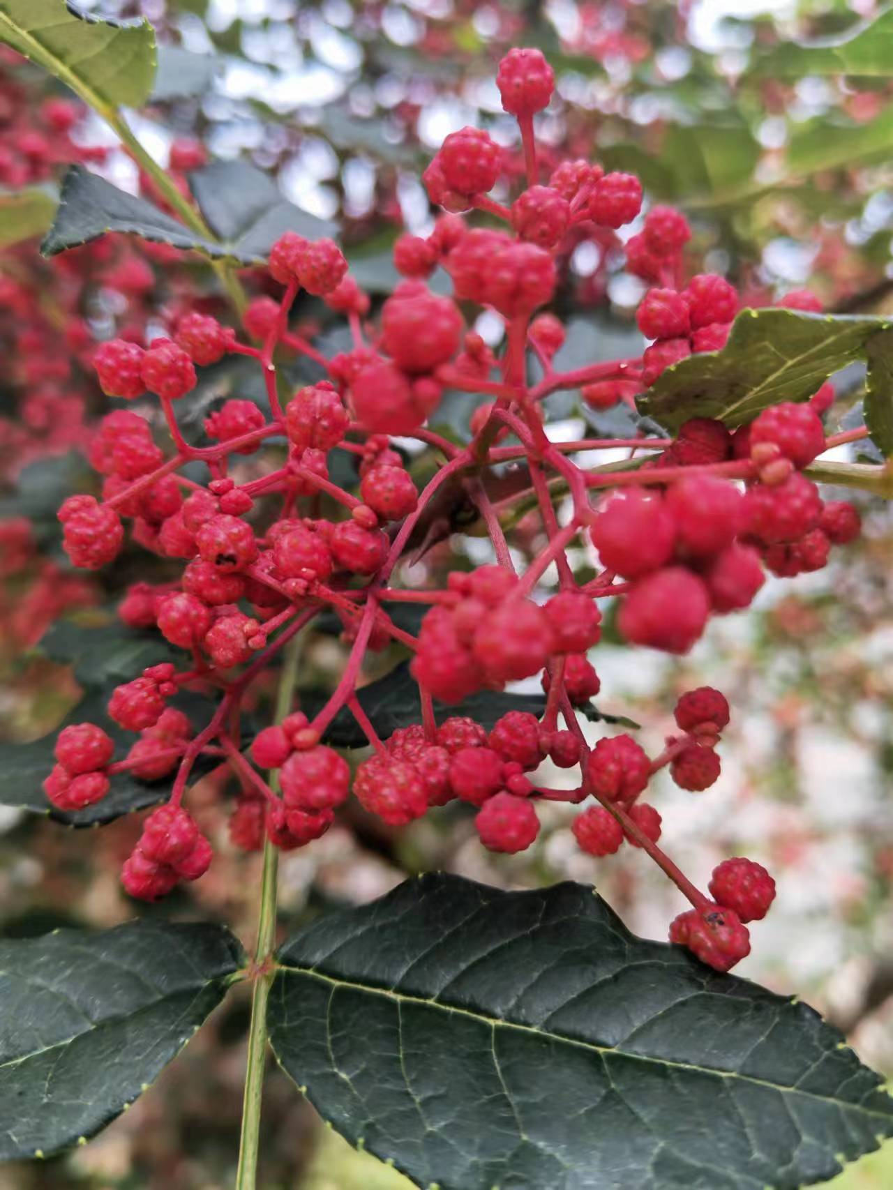 茂汶大红袍花椒四川干花椒粒食用香料调味料泡脚产地直发-阿里巴巴