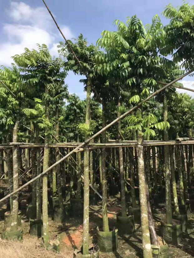 广东仁面子树苗 人面树苗 人面子树苗 米径8公分仁面子绿化树苗