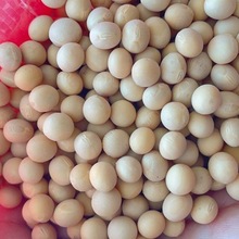 2023年新黄豆优质大豆新鲜黑龙江黄豆非转基因产区上新5斤装豆浆