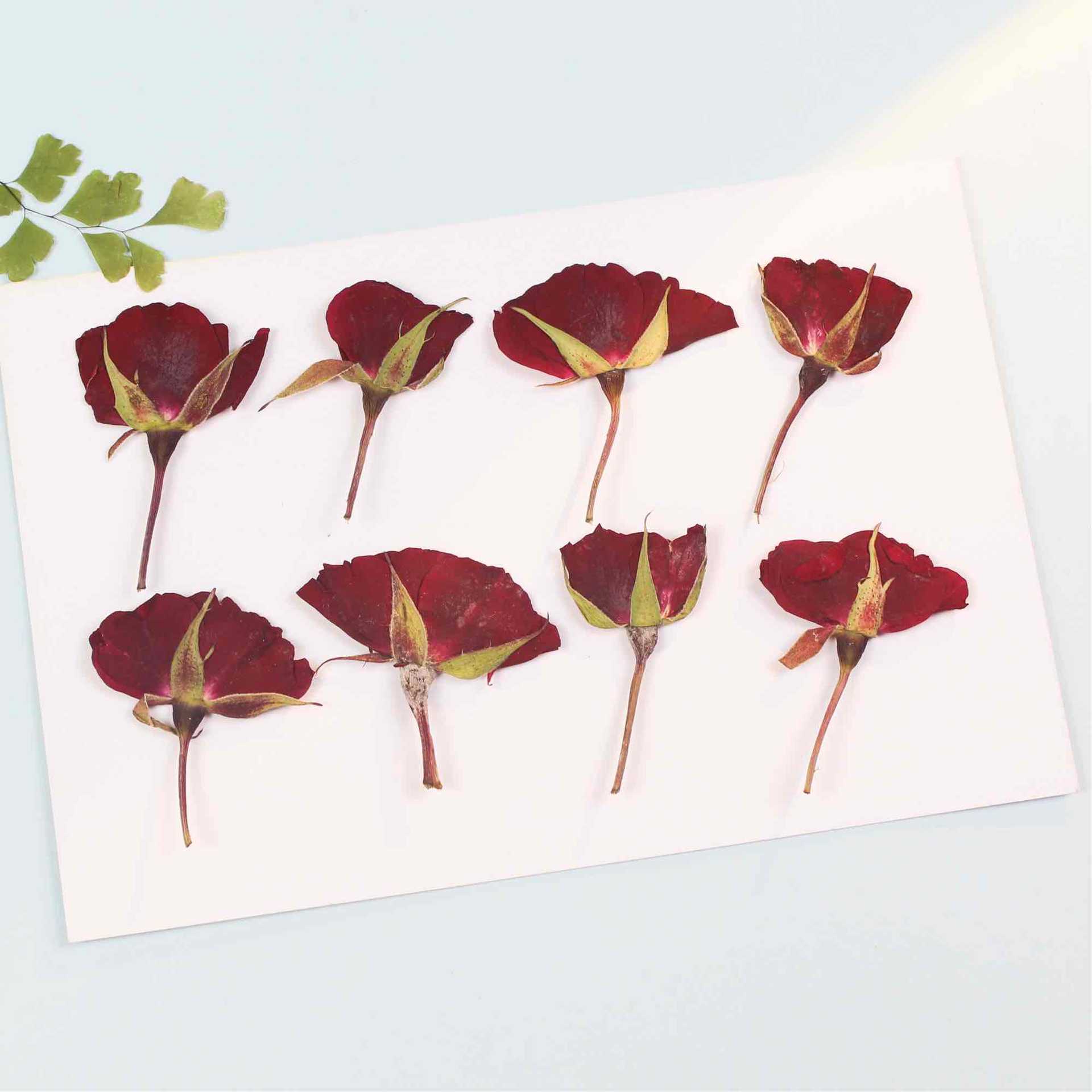 温州玫瑰花批发-温州玫瑰花批发厂家,品牌,图片,热帖-阿里巴巴