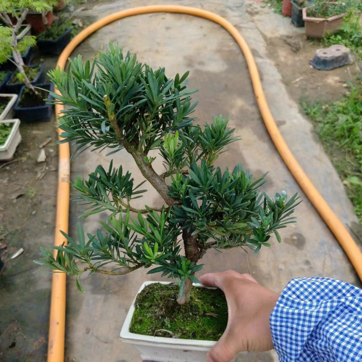 罗汉松盆栽小叶雀舌罗汉松绿植花卉室内造型树苗老桩阳台常青盆景