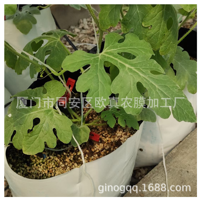 厂家直销 现货黑白膜种植袋 无土栽培基质袋 育苗袋美植袋