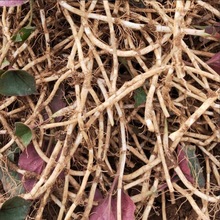 贵州大山现挖鱼腥草 野生折耳根 凉拌野菜农家嫩根新鲜鱼腥草嫩叶