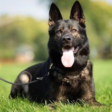 纯种东德牧羊犬幼犬活体纯黑色狼灰太极幼崽看家护院犬警犬工作犬