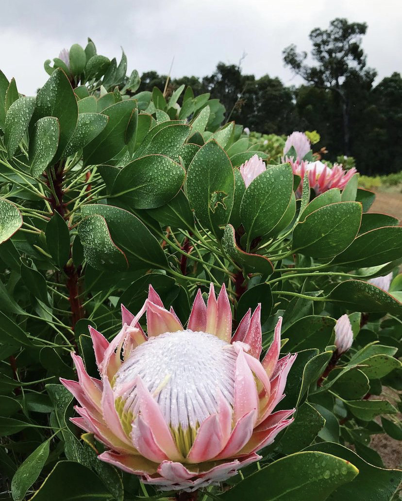 年宵花南非帝王花盆栽带花苞海神花庭院室内阳台绿植盆景花卉植物