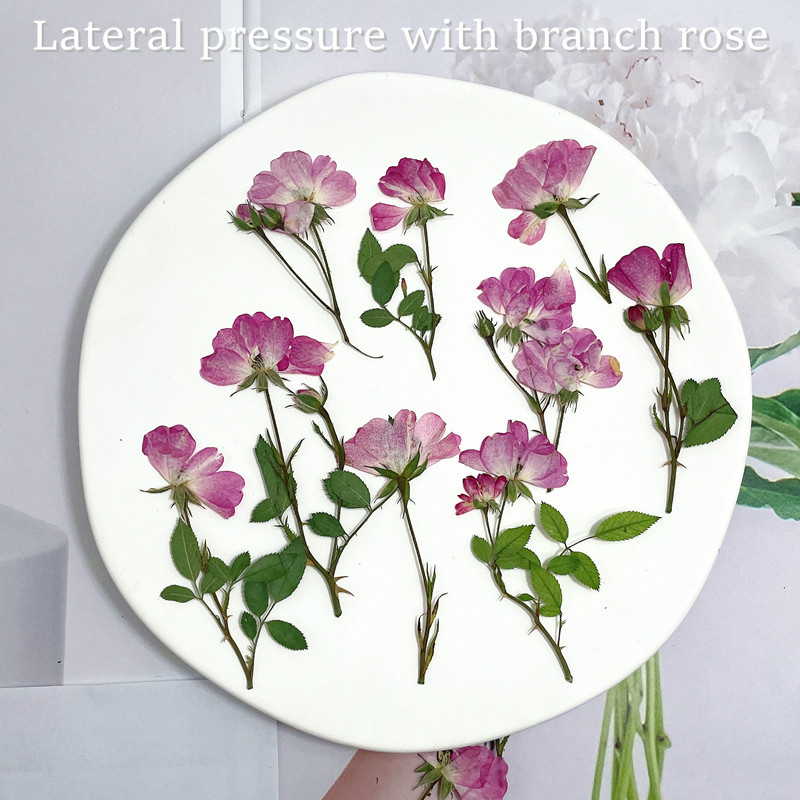 多头带枝玫瑰/月季干花压花标本diy相框书签台灯美甲手工材料批发