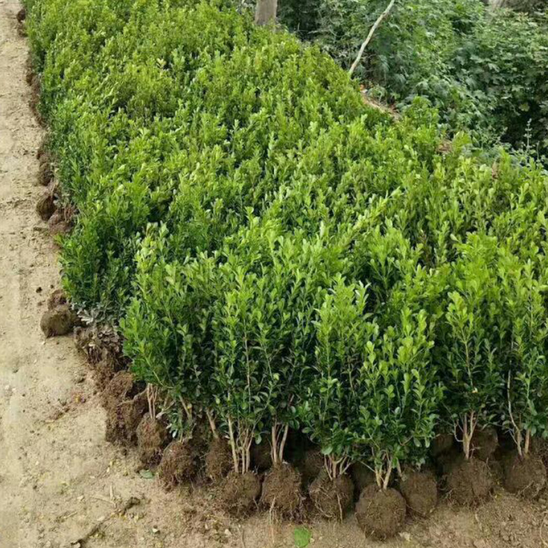基地直销小叶瓜子黄杨床苗 瓜子黄杨苗黄杨毛球规格齐 常青绿篱苗