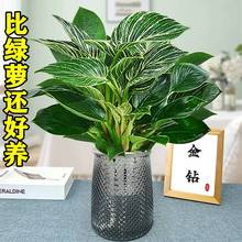 铂金钻盆栽蔓绿绒绿萝室内植物花卉绿植水培多肉新房家用吸除甲醛