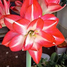 年宵花注定红成品重瓣大花室内阳台花卉四季庭院植物盆栽带花苞