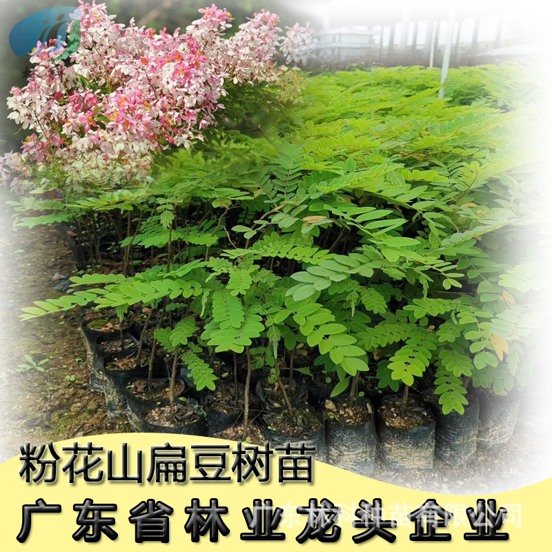 粉花山扁豆树苗节果决明树塔槐树庭院南北种植盆地栽珍贵开花品种