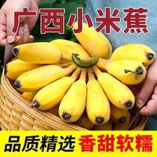 小米蕉广西当季新鲜水果整箱自然熟小香芭蕉批发包邮一件代发