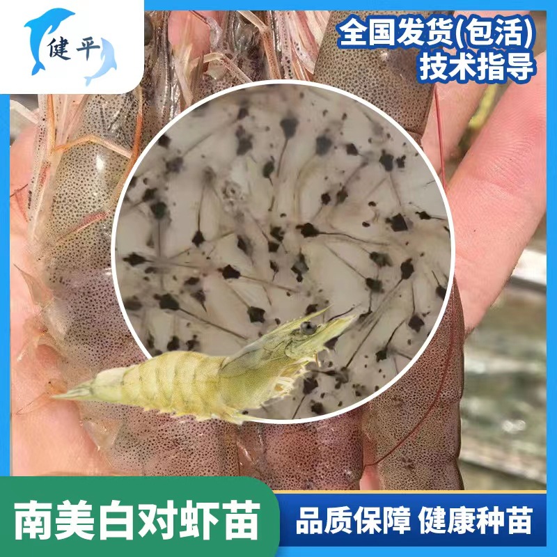 对虾苗 南美白对虾苗高端淡化一代苗 技术辅助 养殖无忧