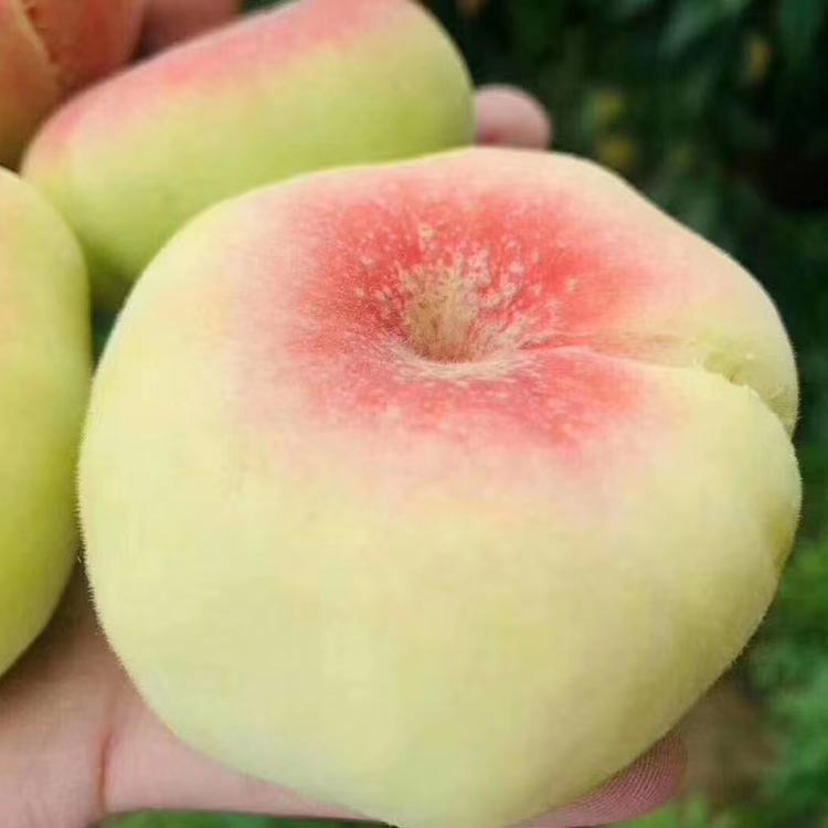 毛蟠桃新鲜毛桃子5斤扁蟠桃脆甜水蜜桃一件代发