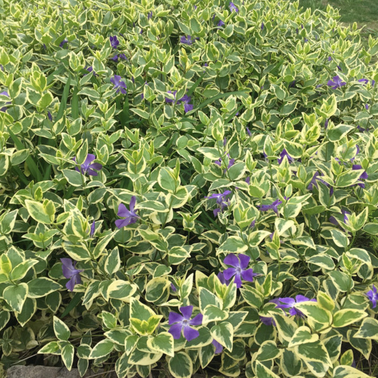 花叶蔓长春 常春藤 花叶络石 公园庭院绿化 基地大量 盆栽-阿里巴巴