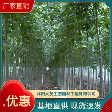 供应各种植物 种苗 基地直销 白蜡树苗 规格齐全