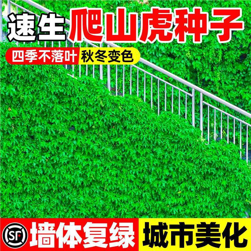 爬山虎种子爬藤绿化爬墙虎种籽多季易种庭院藤蔓植物变色爬墙虎苗