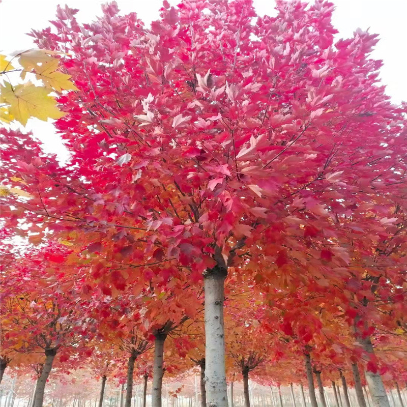 低价出售丛生美国红点红枫 造型丛生红枫 丛生美国红枫种植基地