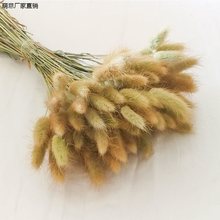 云南兔尾巴室内装饰客厅摆设干花束干拍摄道具厂家直销批发