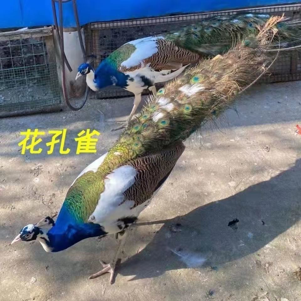 孔雀苗活体孔雀观赏鸟宠物鸟大小公母蓝孔雀花孔雀白孔雀包活到家