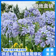 百子莲盆栽苗多年生草本花卉矮生百子莲地栽苗庭院阳台好养植物