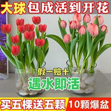 包开花】郁金水培四季香土培四季室内开花植物花卉绿植盆栽水养