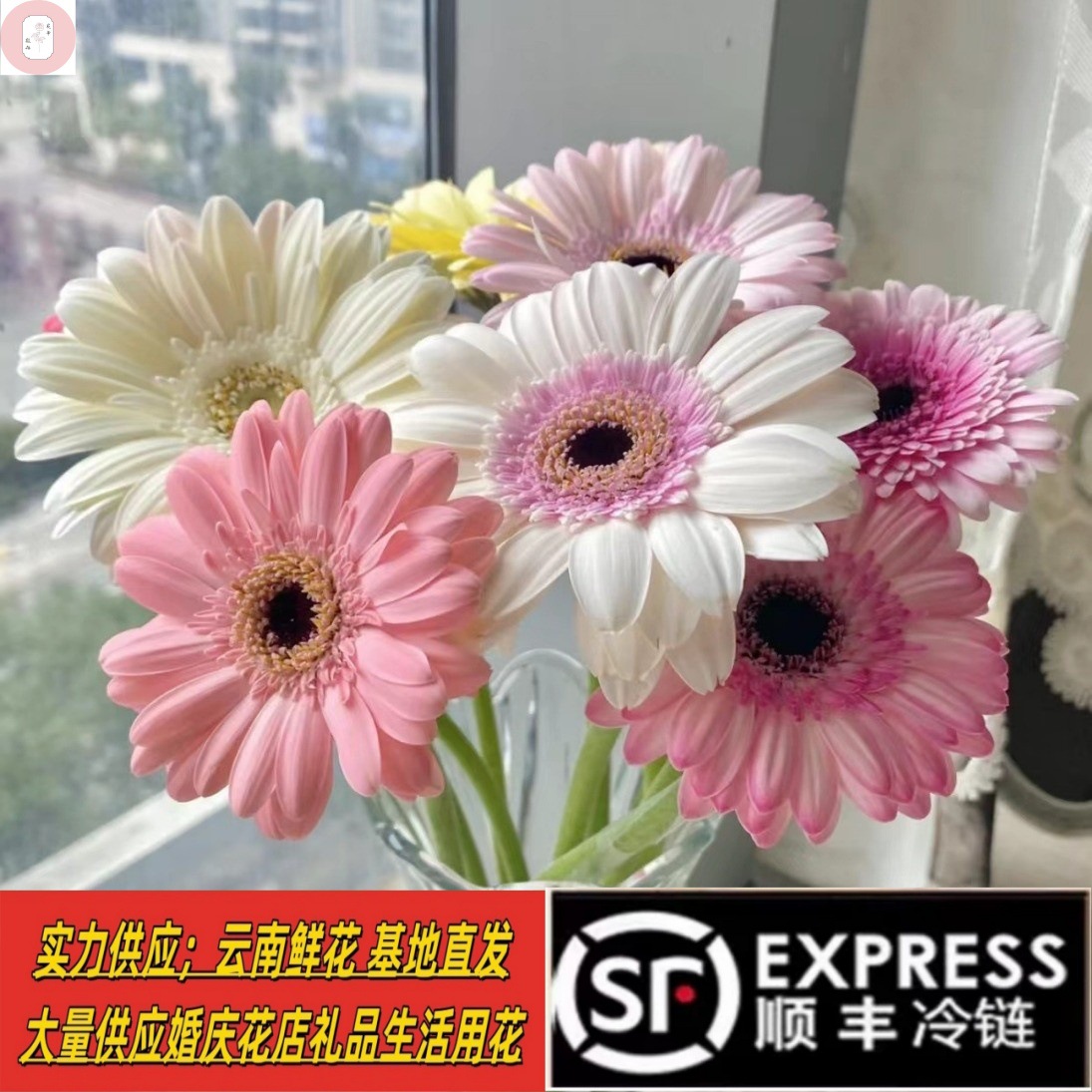 弗朗非洲菊鲜花云南昆明直批批发插花篮供应花店用花摆地摊婚庆团