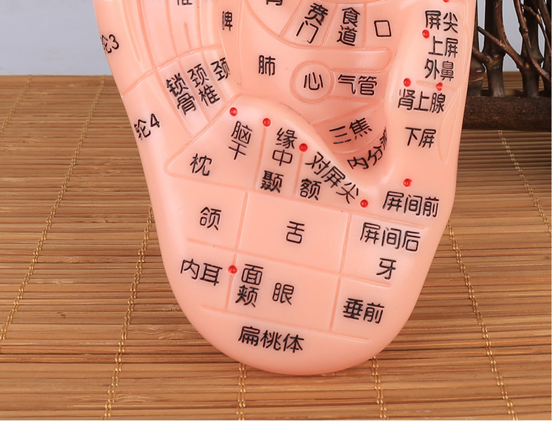 手足耳朵模型经络穴位反射区脚底按摩高清晰模型中医卫校教学参考