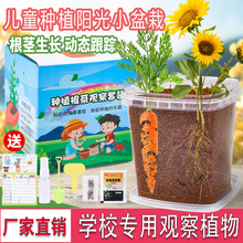 手工儿童种植盆栽小学生观察植物生长diy培育发芽迷你绿植盆栽